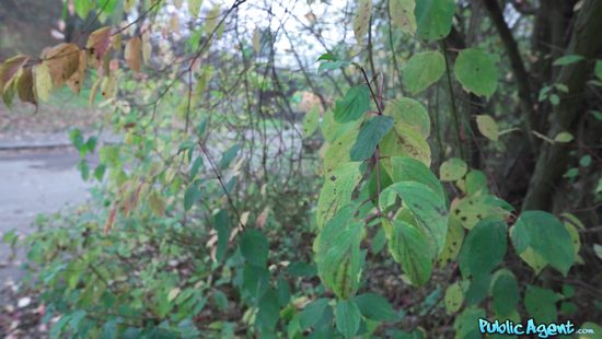 Почем нынче милый ротик!